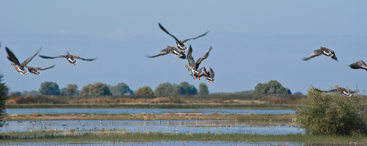 Greater White-fronted Geese